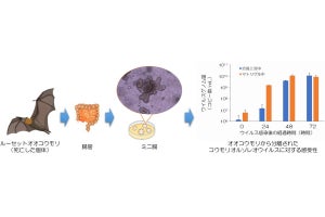 オオコウモリは新型コロナの感染伝播に関与していない可能性、農工大がミニ臓器で確認