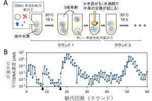 遺伝子発現と持続的な複製による進化を実現する人工ゲノムDNAを東大が開発