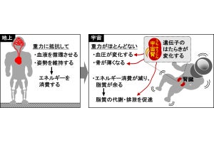 なぜ宇宙に滞在すると血圧や骨の厚さが変化するのか、東北大が仕組みを解明