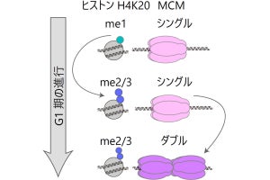 阪大など、細胞増殖へ進むか止まるかが正常細胞とがん細胞で違うことを発見