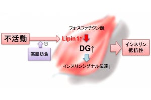 24時間の不活動で筋肉に脂質が蓄積することを順天堂大が確認