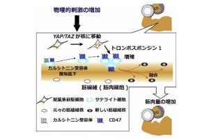 なぜ筋トレで筋肉が大きくなるのか？、阪大が筋線維の核が増加する機構を解明