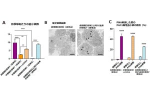 iPS細胞から血小板を産生する効率的な手法、千葉大などが開発