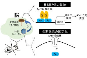 都立大、ハエの翅の発生に関する遺伝子が長期記憶にも関与していることを発見