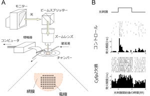 発達障害の関連遺伝子の欠損が網膜・視覚機能に異常を生じさせる、阪大が発見