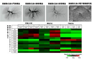 慶大、人工的に作り出した肝臓の動物を対象とした移植実験に成功