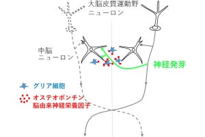 金沢工大、脳の損傷後に機能を代償する新規神経回路を作り出す分子機構を解明