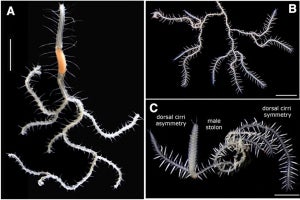 体が分岐する新種の環形動物「キングギドラシリス」、佐渡島近海で東大などが発見