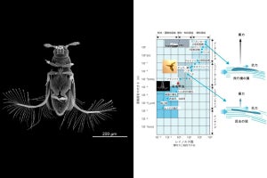 体長約0.4mmの羽毛昆虫が飛べる仕組み、千葉大などが解明