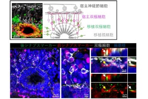 理想に近い生着が可能な網膜組織をES細胞から作製する技術、理研などが開発