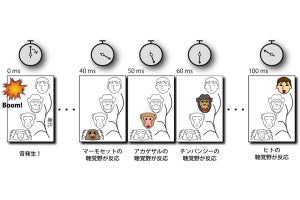 ヒトの脳処理はサルよりも遅い、京大などが確認