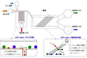 前処理なしの簡単操作で細胞を分離できる細胞分離チップ、広島大などが開発