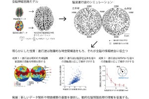 大脳皮質上を活動の高い部位から低い部位へと進む脳波進行波、未来大が発見