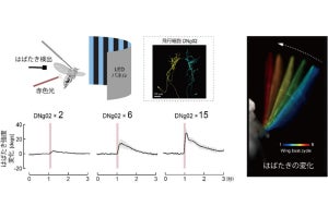 昆虫の脳における飛行を司令する神経細胞群、東大が特定