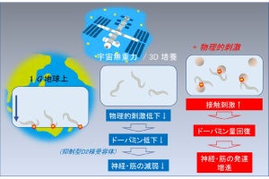 微小重力環境で生育された動物の運動能力が減弱する理由、東北大が解明