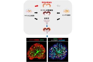 熊本大、マウスES細胞から高次構造も含めて腎臓を再現することに成功