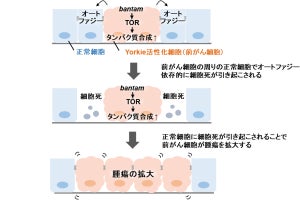 前がん細胞が拡大していくメカニズム、京大がモデル動物を用いて解明