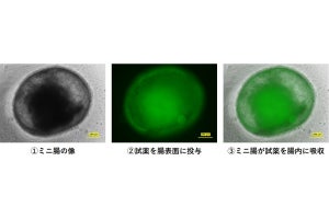 DNP、ヒトiPS細胞で作った「ミニ腸」による三大栄養素の吸収を確認