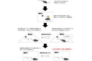 恐怖記憶に関わるセロトニン受容体の特定に成功、PTSDの治療法開発に期待