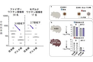 新型コロナ従来株による免疫は長期的に維持される、デルタ株の再感染にも有効