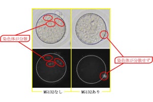 受精卵の正常な成長を妨げる卵子の受精前の活性化を抑制する手法、岩手大が開発