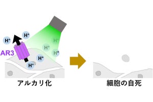 光でがん細胞など狙った細胞だけを自死させる新技術、岡山大が開発