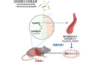 腸内細菌がヒトの酸化ストレスの防御能を高める仕組み、慶大が発見