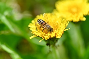 ハチミツに含まれる機能性オリゴ糖を悪玉腸内細菌の酵素がほぼ分解できないと確認