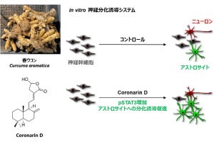 春ウコンの成分が脳の機能維持のための細胞の誘導を促進する、早大が確認