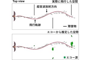 コウモリはエコーで視覚とは異なる空間を認識している、同志社大などが発見