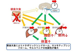 朝食欠食が、体重増加だけでなく筋肉量低下につながることも確認 - 名古屋大