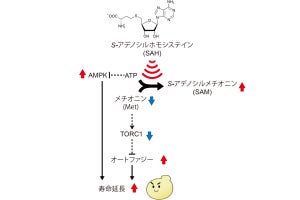 肉や乳製品などに含まれるアミノ酸の摂取が寿命を延ばす、広島大が線虫で確認