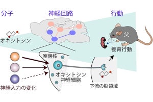 オキシトシン神経細胞の活性化が父親に子育てを促す、理研がマウスで確認