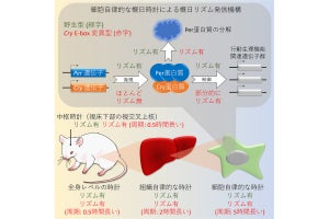 ほ乳類の概日時計リズムは2種類の仕組みによることを山口大などが発見