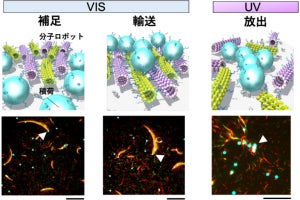 北大など、群れで物資輸送を行える分子ロボット群の開発に成功