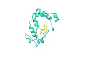 島津製作所と東工大が極小発光酵素「picALuc」を開発、サンプル提供を開始