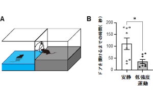 習慣的な軽い運動が他者への共感性を向上させる、群大が動物実験で確認