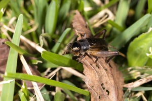 コオロギが触覚を通じて世界を認識していることを確認 - 北海道大学