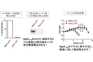 腸管出血性大腸菌O157の無毒化に群馬大などが成功