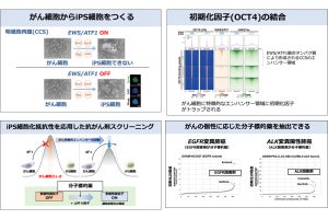 なぜ、がん細胞からiPS細胞が樹立できないのか？　東大などが仕組みを解明