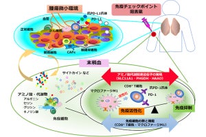 治療前の血液検査からがん免疫療法の有効性を判断する手法、久留米大などが開発