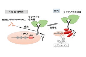 【疑問】サツマイモは痩せた土地でも生育が良いワケ　名大大学院らが解明