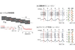 リズムに合わせて身体を動かす際の小脳の仕組み、北大が解明