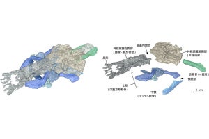 4億年前の謎の化石「パレオスポンディルス」、理研などが正体を解明