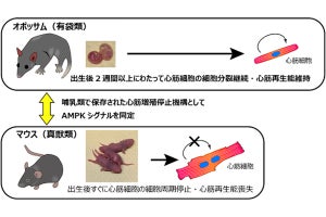 オポッサムの新生仔は生後2週間以上も心臓再生能力を持つ、理研などが確認