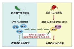 【自己防除】植物が虫害抵抗性を抑制する仕組み