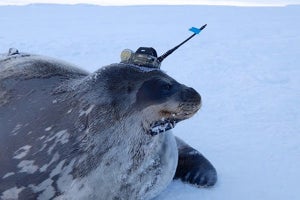 【期待】アザラシの観測が海洋循環メカニズムなどの解明につながる!?