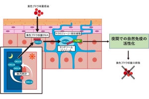 京大など、皮膚の概日リズムが抗菌免疫を制御する仕組みを解明