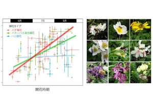 【美しさの裏側】高山植物は虫に花粉を運ばせるために鮮やかで美しい花を咲かせる