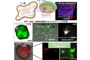 弘前大など、免疫機能を有する高機能化「ミニ腸」の開発に成功